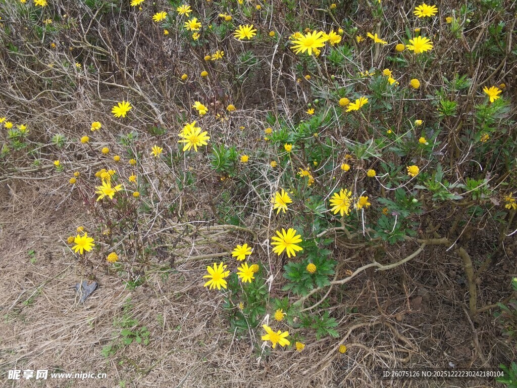 野外绽放的黄色小花