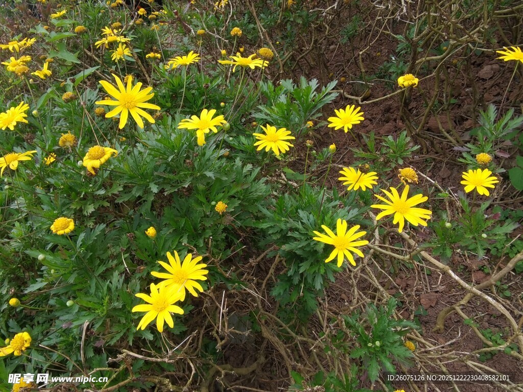 黄色小花绽放于绿叶间