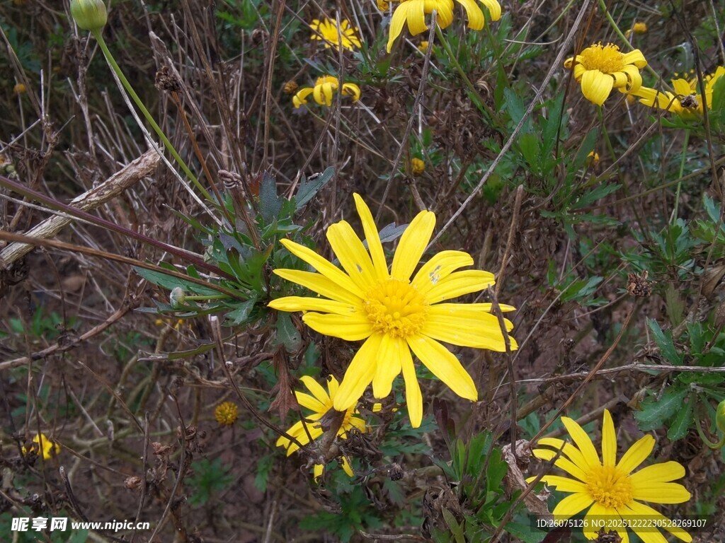 野外绽放的黄色小雏菊