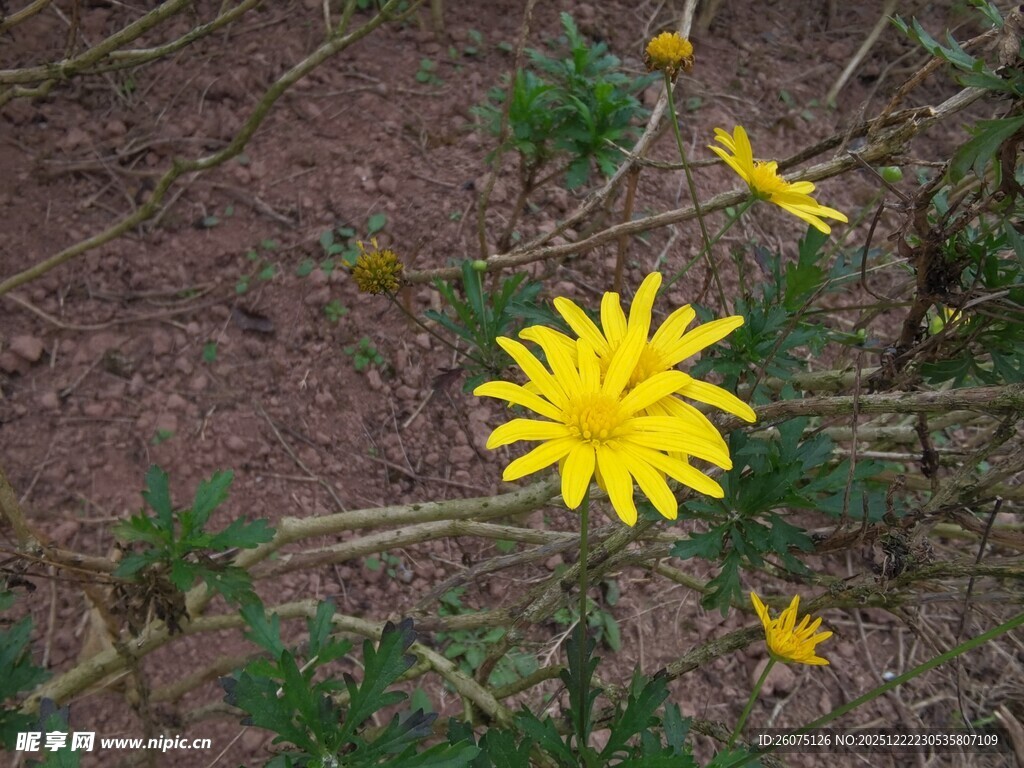 田野中的黄色小花绽放