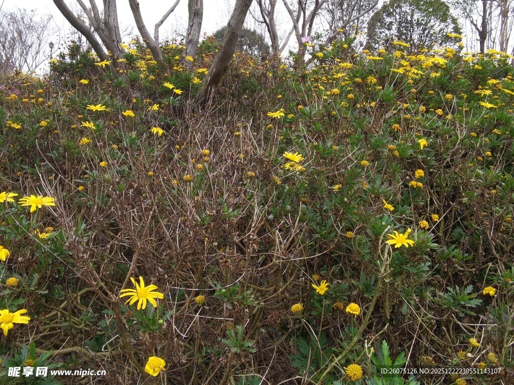野外绽放的黄色小花