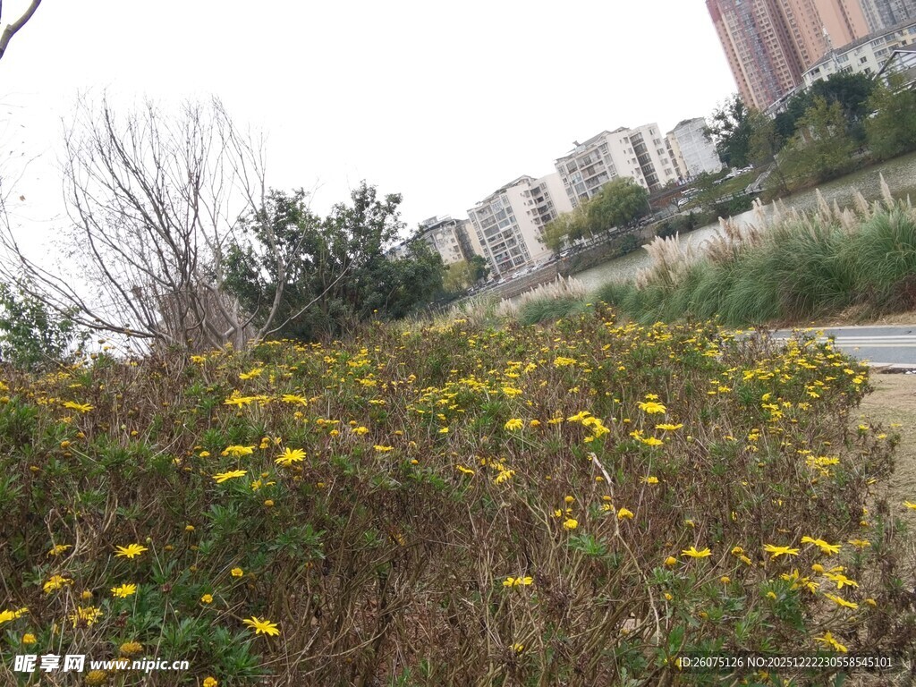 路边绽放的黄色野花