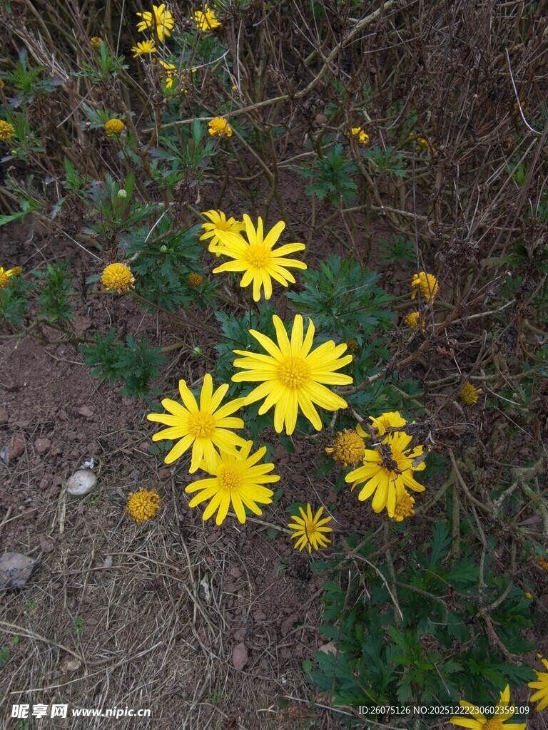 野外绽放的黄色小花