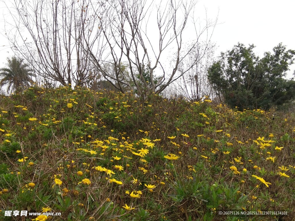 山坡上的灿烂黄色野花