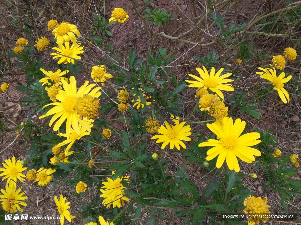 野外黄色小花绽放