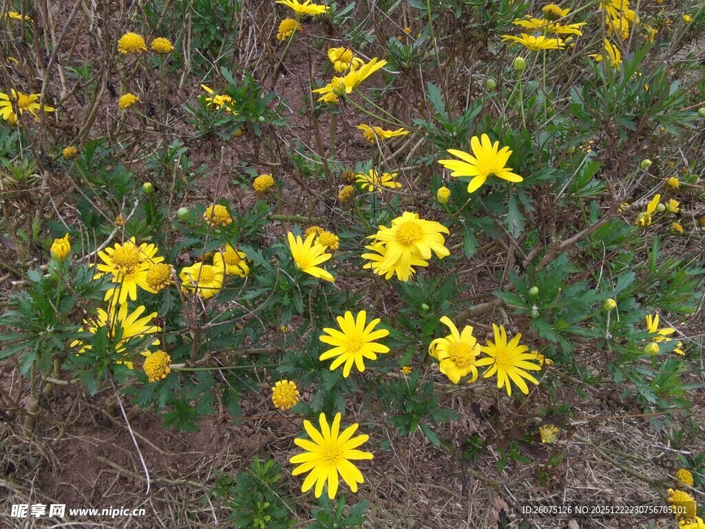 野外绽放的黄色小花