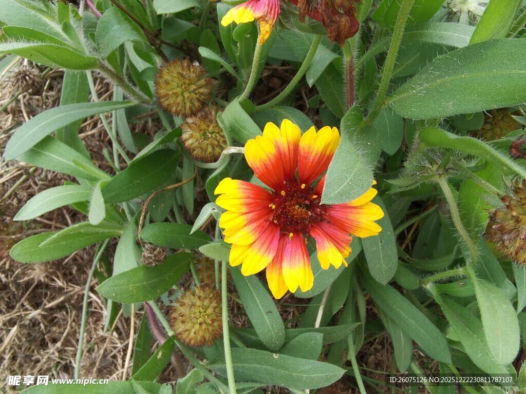 艳丽天人菊绽放于绿叶间