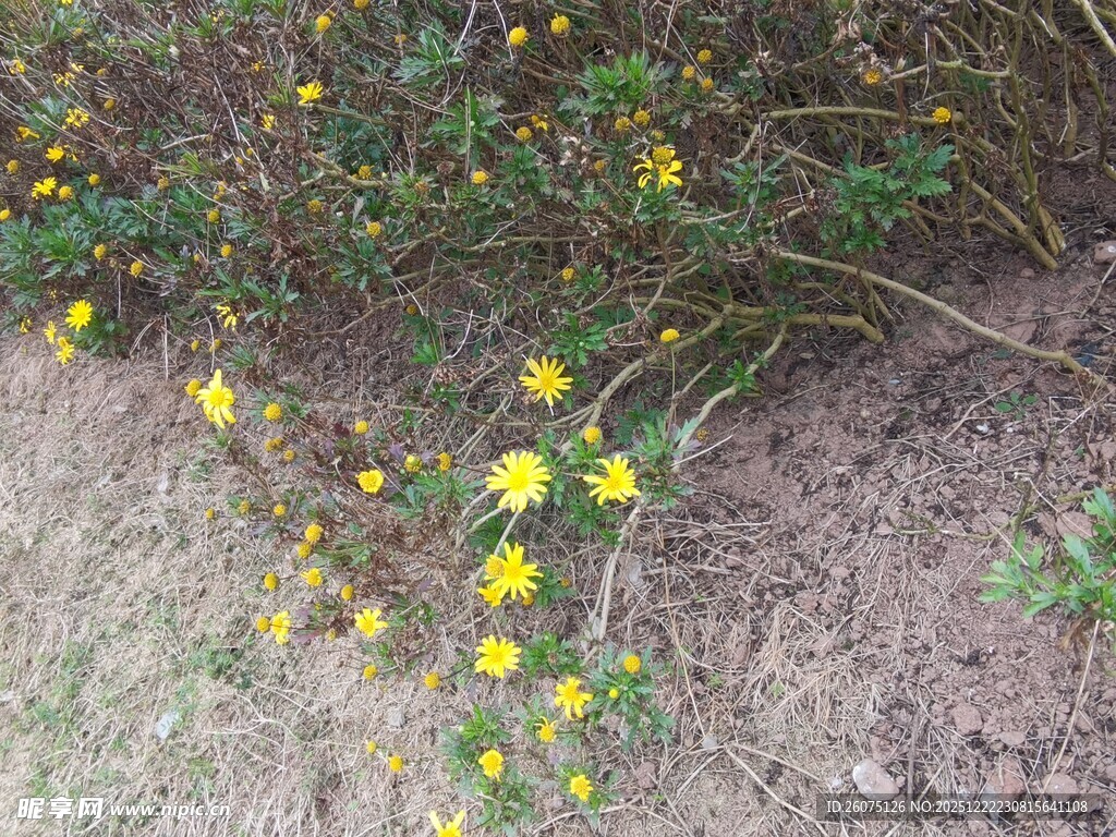 地面绽放的黄色小野花