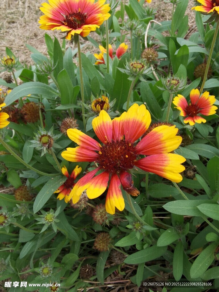 艳丽天人菊绽放于绿叶间