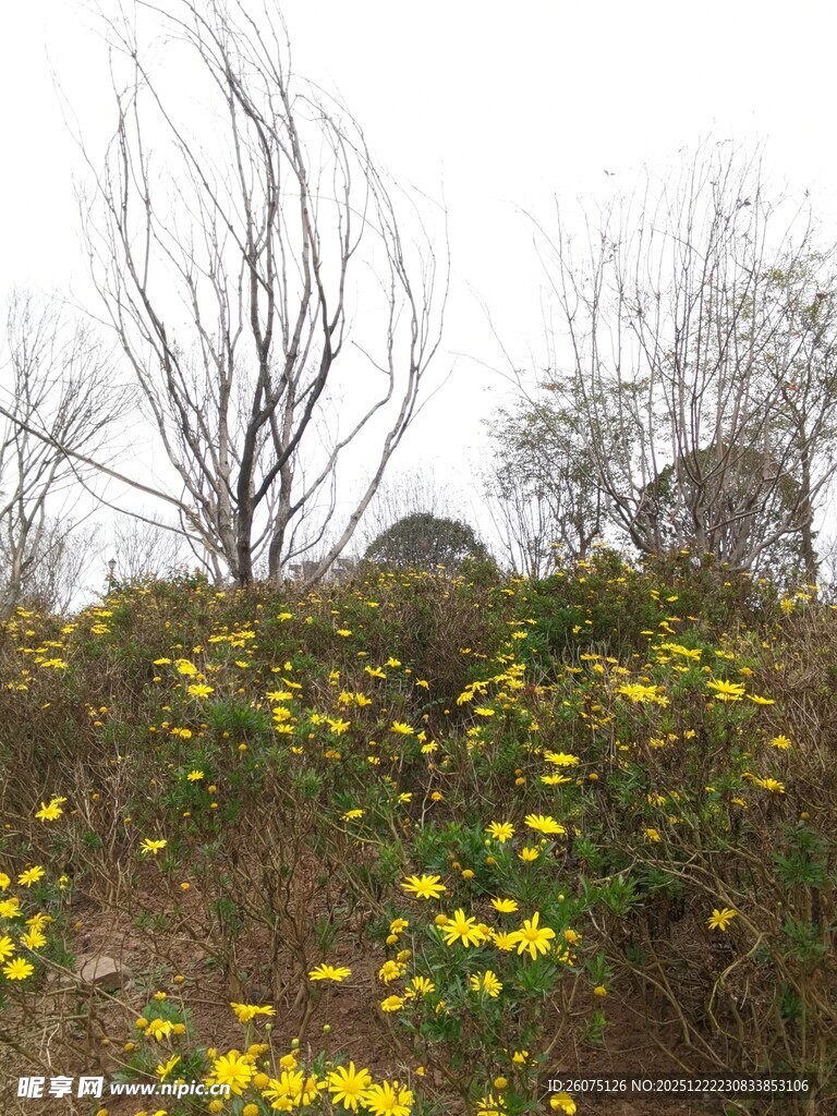 野地黄花与枯树景观