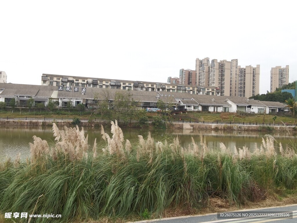 河畔芦苇与远处建筑群