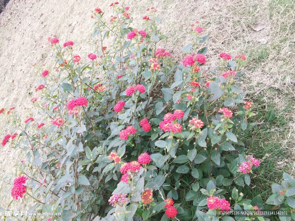 绽放的粉色花丛