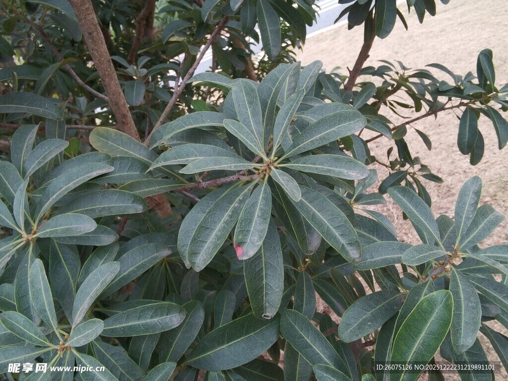 绿叶繁茂的植物特写