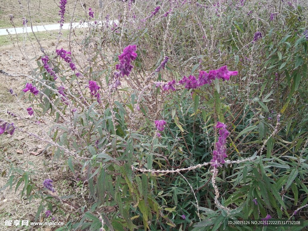 紫色野花绽放于草丛中