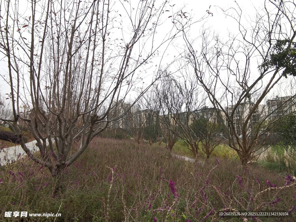 冬日郊野枯树与花草景象
