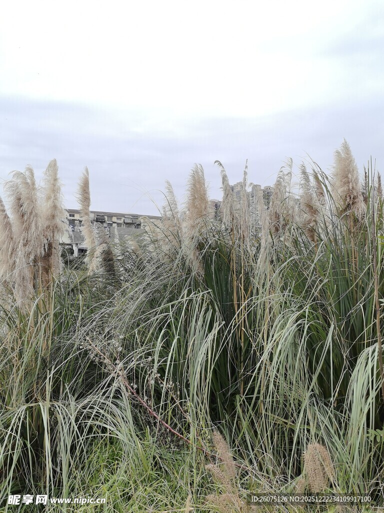 芦苇丛中的自然景致