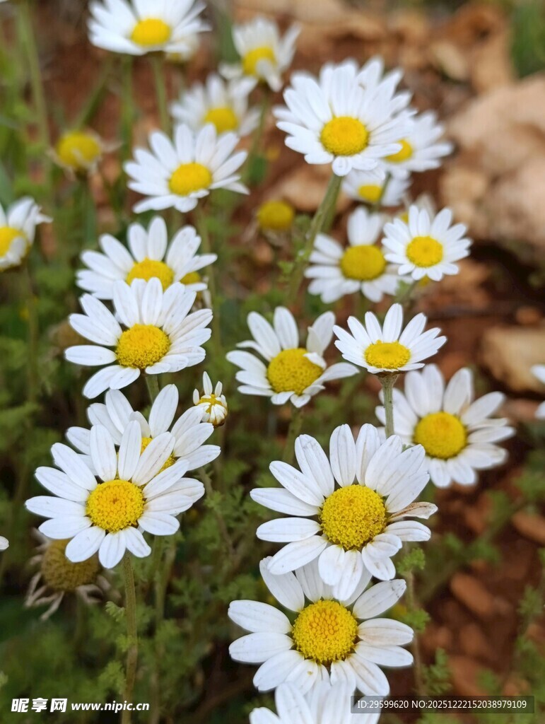 绽放的白色小雏菊