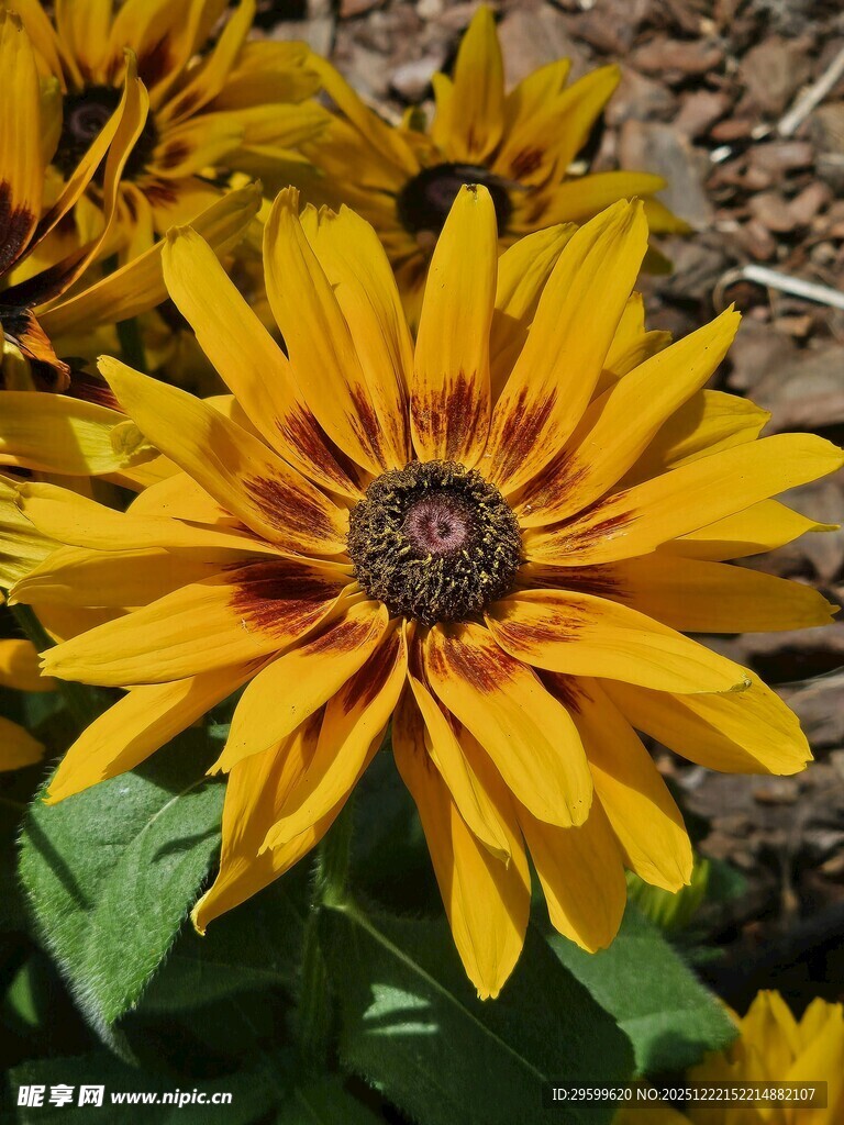 黄色黑心菊绽放