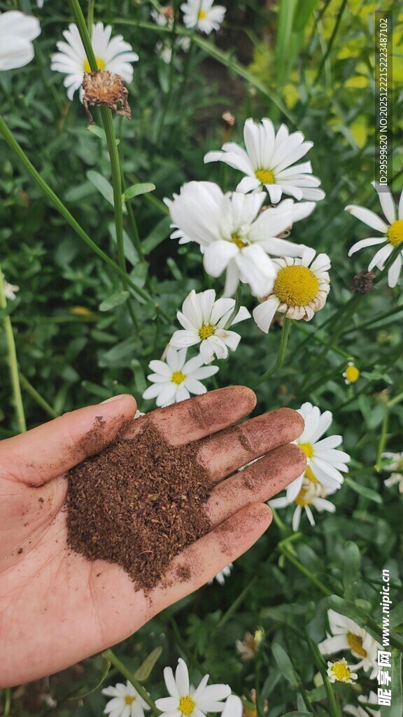 手捧泥土与雏菊的自然画面