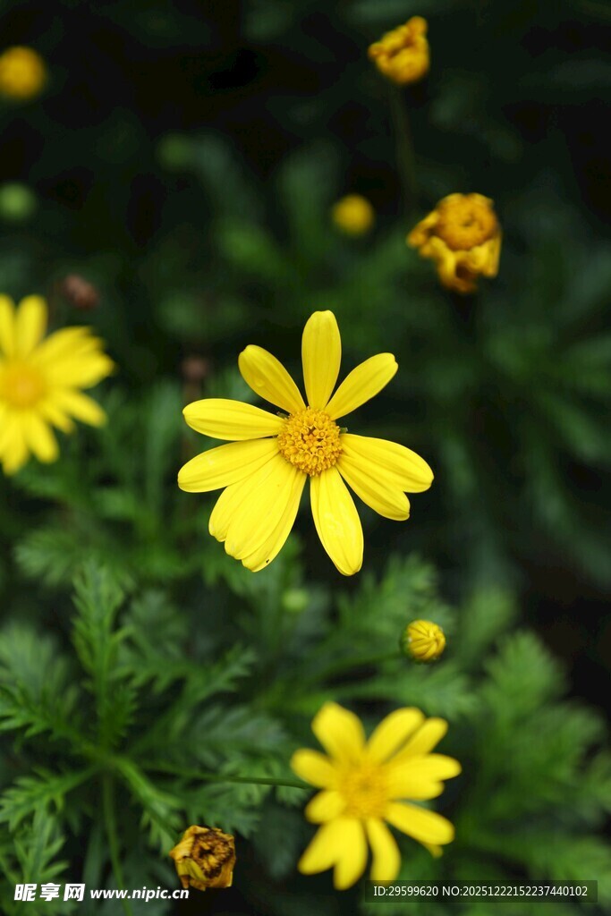 黄色小花绽放于绿叶间