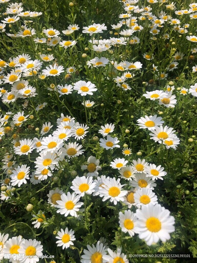 雏菊盛放的美丽花海