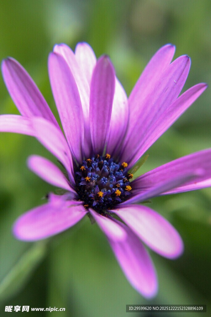 紫色美丽雏菊特写