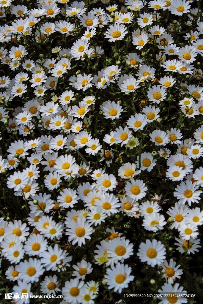 一片清新的小雏菊绽放