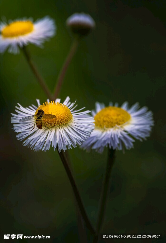 清新小白菊绽放瞬间