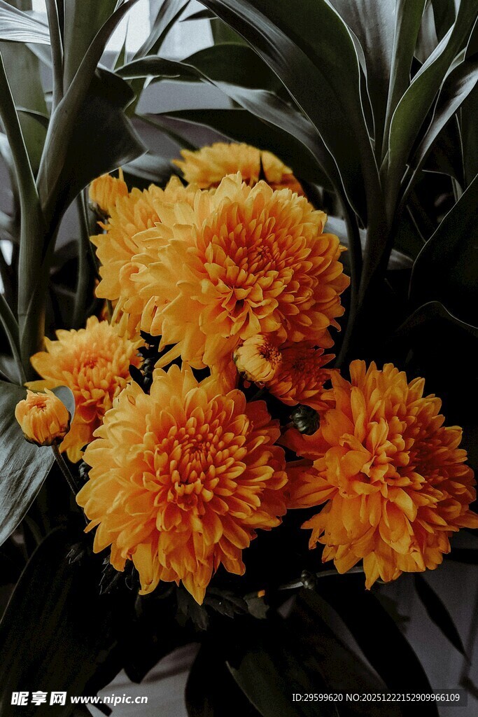 鲜艳橘色菊花绽放