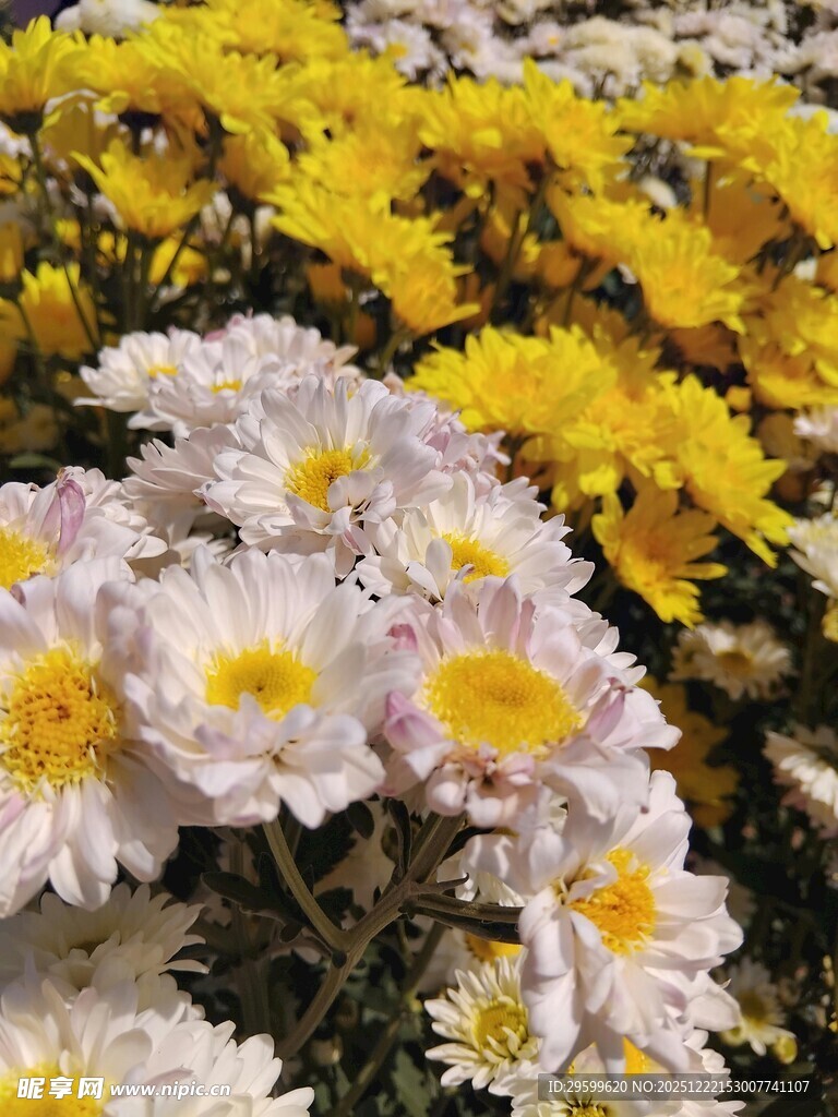 多彩雏菊绽放美丽瞬间