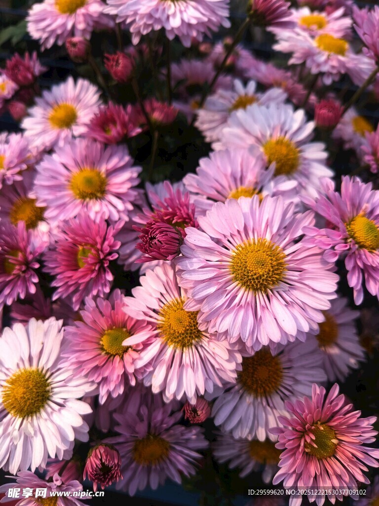 缤纷小雏菊绽放美丽