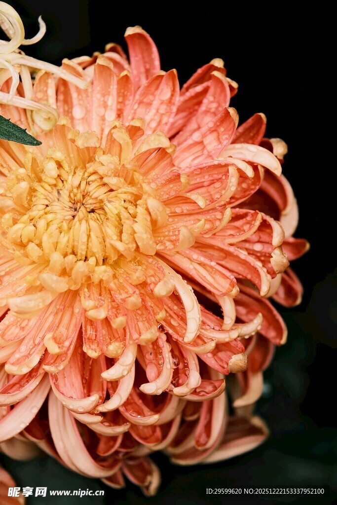 橙红色菊花特写