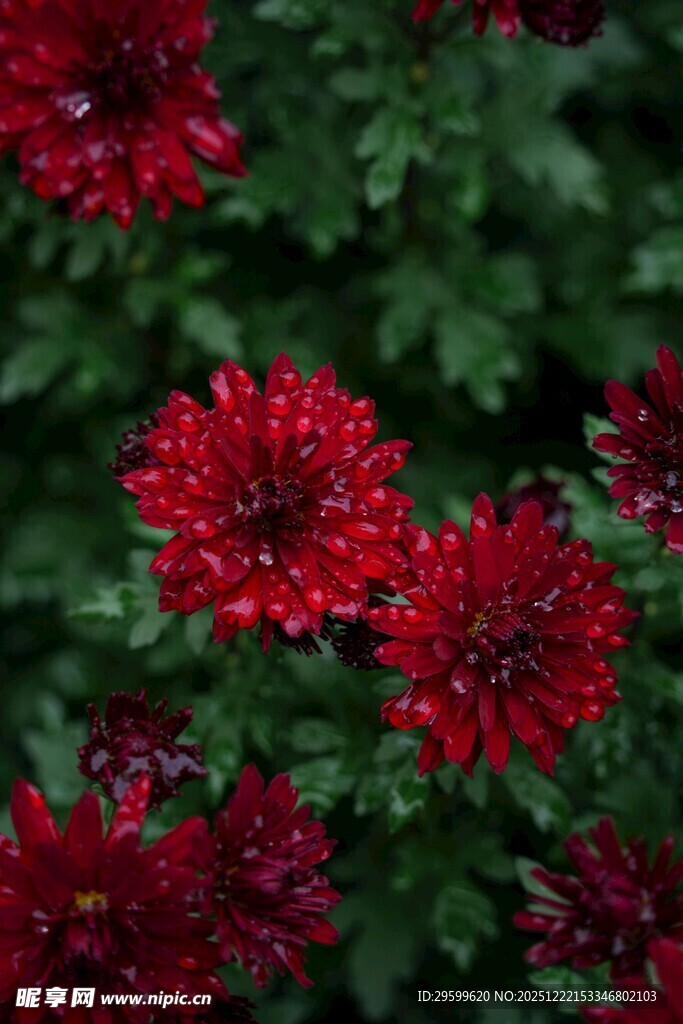 艳丽红色花朵绽放