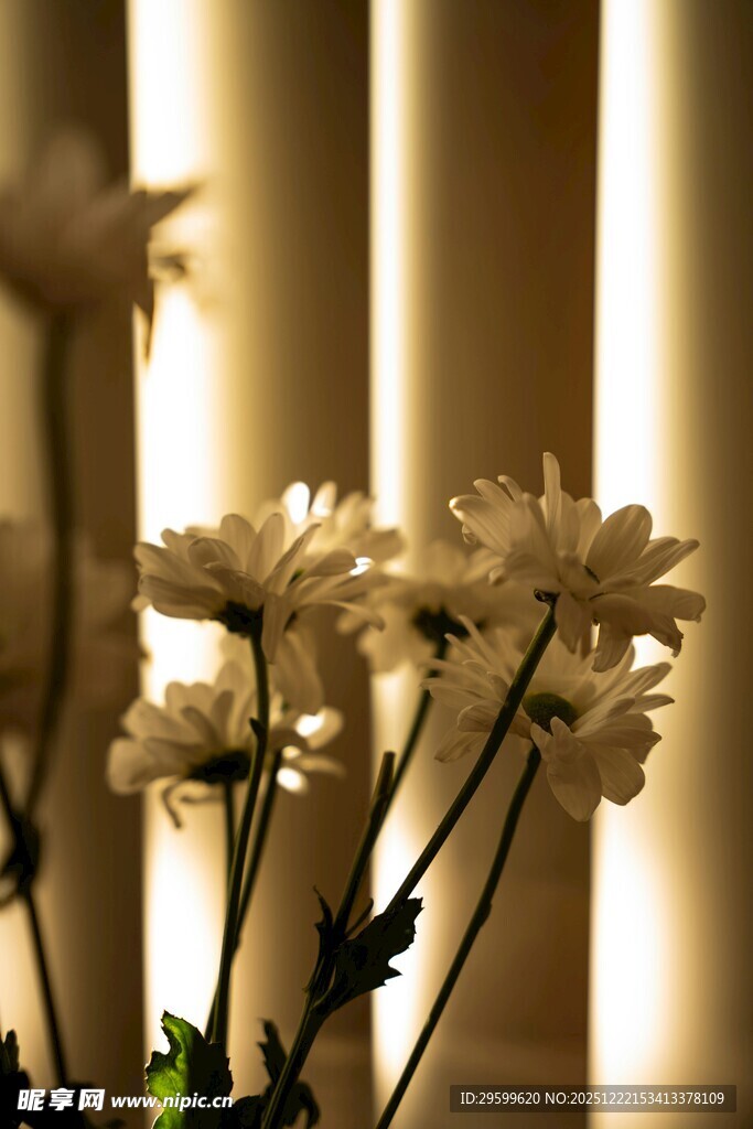 窗前素雅白菊绽放