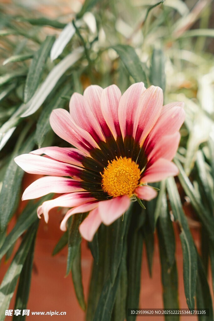 粉色勋章菊绽放