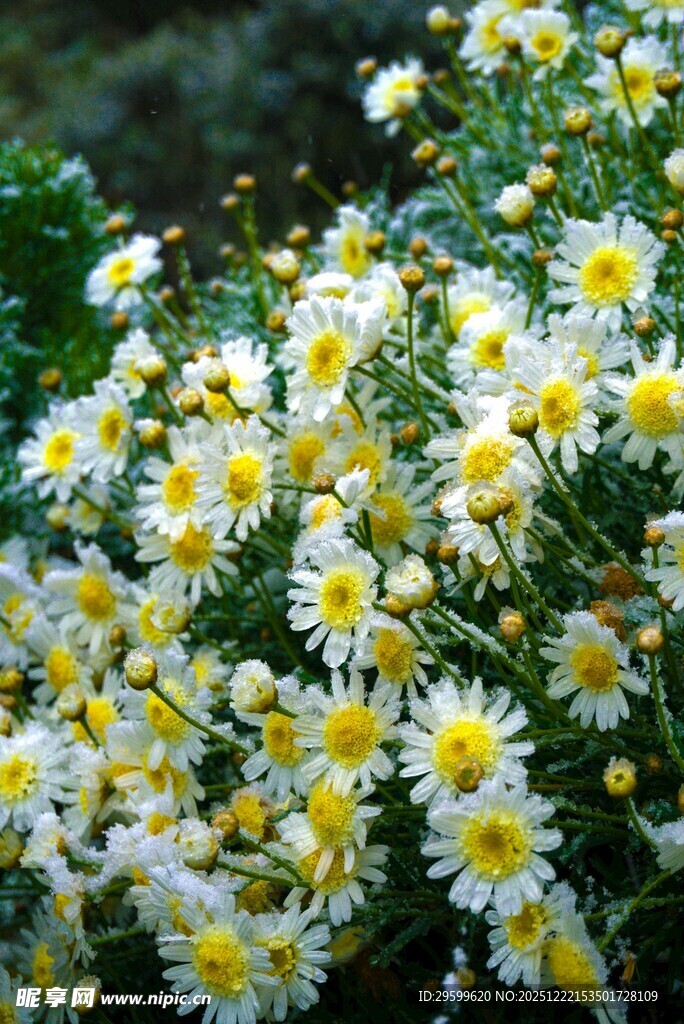 小雏菊绽放的美丽瞬间