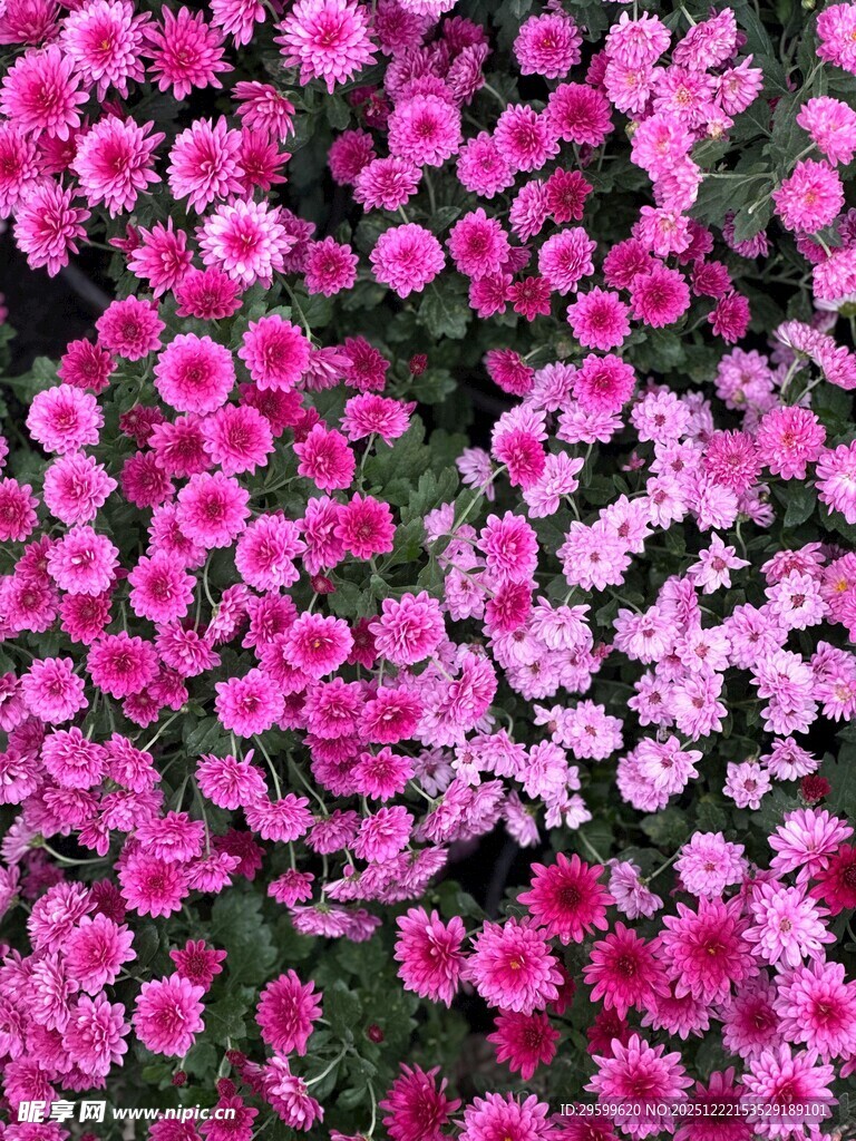 粉色繁花锦簇的美丽景象