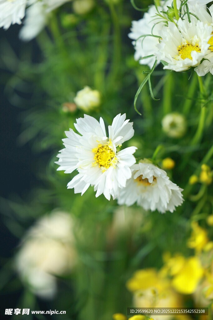 清新小白花绽放美景