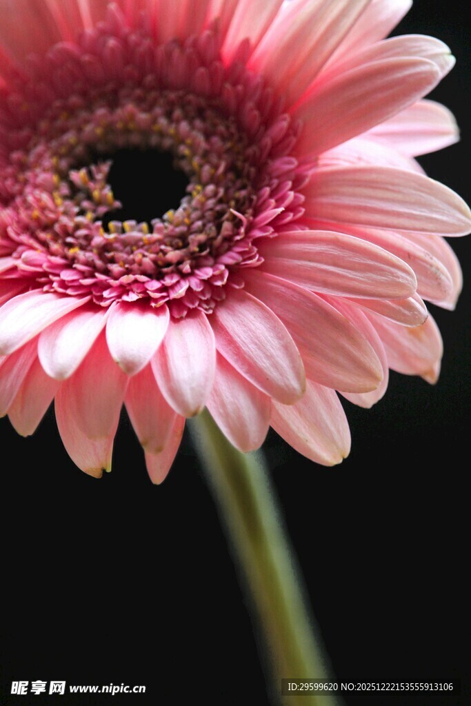 粉色非洲菊特写