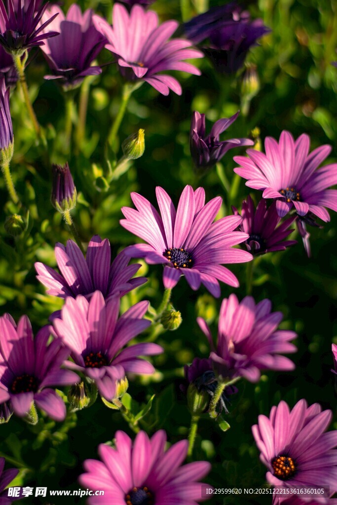 紫色雏菊绽放的美丽瞬间