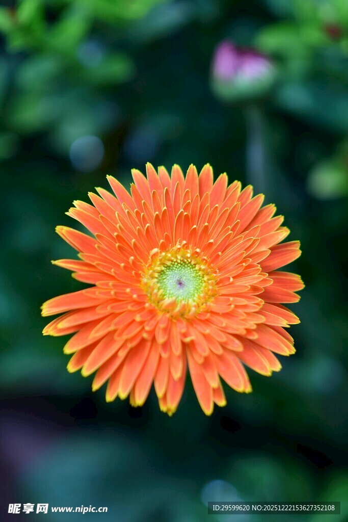 橙色非洲菊特写