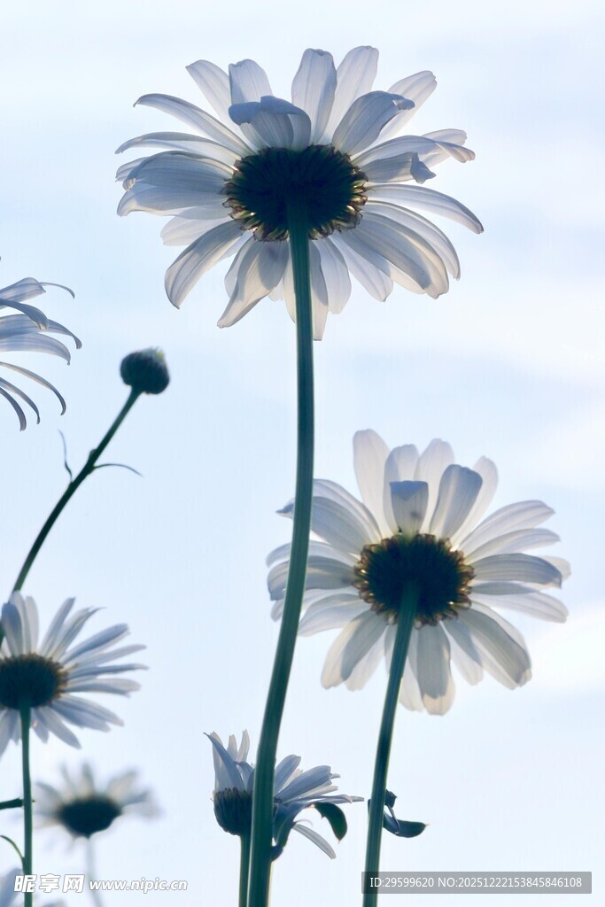 阳光下绽放的美丽雏菊