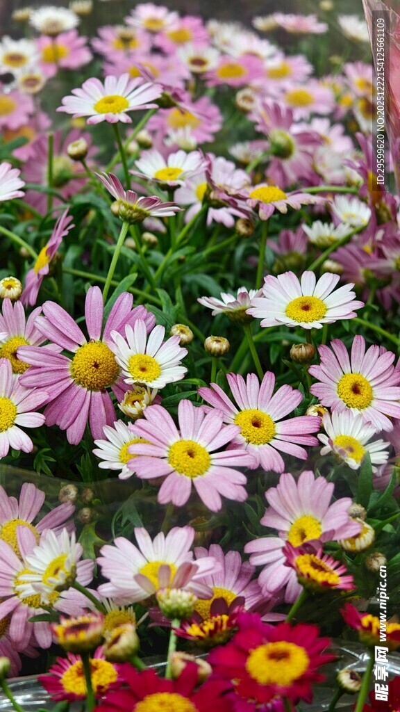 缤纷雏菊绽放美丽瞬间