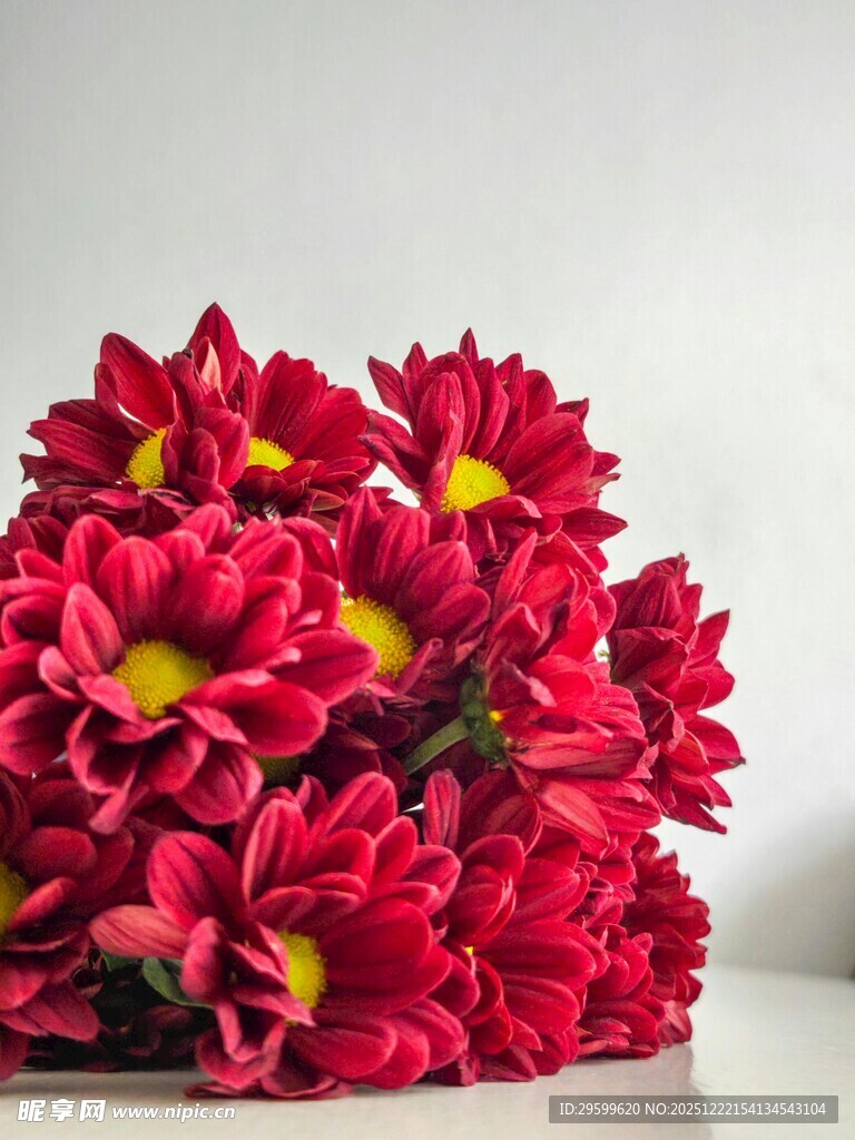 鲜艳红菊花绽放美丽