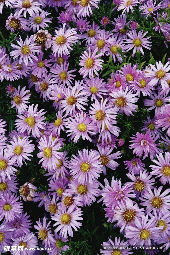 紫色雏菊绽放美丽画面