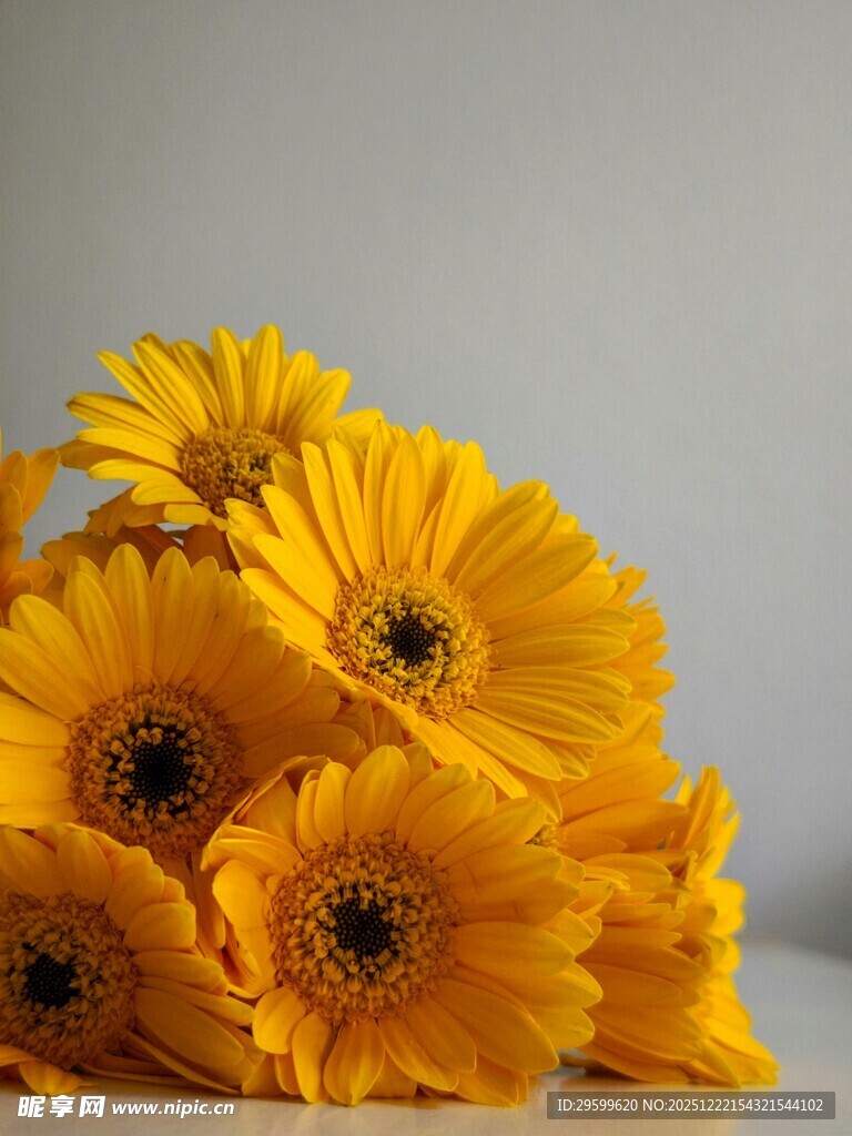 一束灿烂的黄色非洲菊