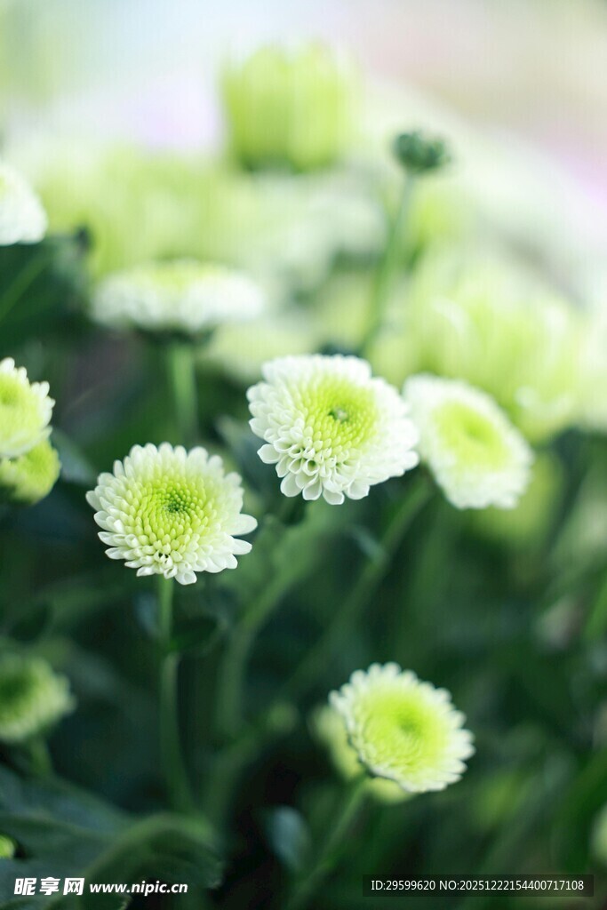 清新绿白小雏菊绽放