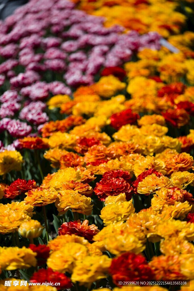 多彩花卉绽放美丽景象