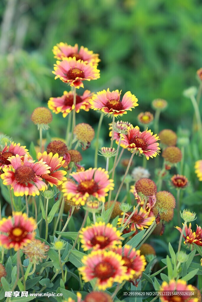 多彩绚烂的花丛绽放