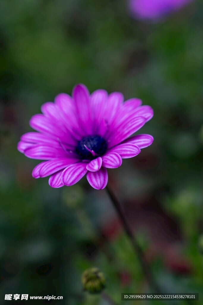 紫色雏菊特写